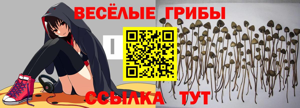 Галлюциногенные грибы Psilocybe Ахтубинск